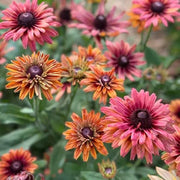 Hirta Sahara Rudbeckia Seeds