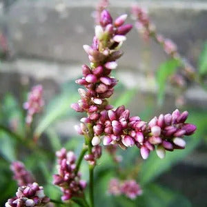 Pink Smartweed Seeds, Herbal