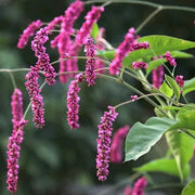 Kiss-Me-Over-The-Garden-Gate Seeds