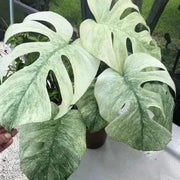 Variegated Mint Monstera Seeds, Herbal