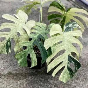 Variegated Mint Monstera Seeds, Herbal