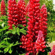 Maroon Wildflower Mix Lupine Seeds