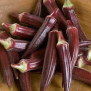 Burgundy Okra Seeds