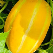 Canary Honeydew Melon Seeds