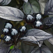 Black Hawk Ornamental Pepper Seeds