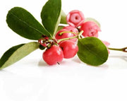 Creeping Teaberry Wintergreen Seeds, Herbal