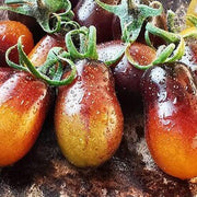 Pear Drops Tomato Seeds