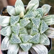 Flowering Haworthia Seeds, Herbal
