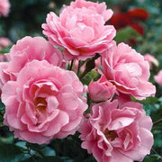 Pink Rose Seeds