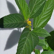 Egyptian Spinach Jute Seeds