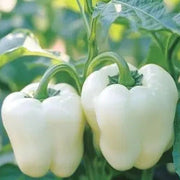 Capsicum annuum Pepper Seeds