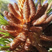 Japanese Black Pine Seeds - Herbal Seeds