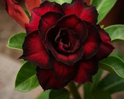Black Adenium Seeds