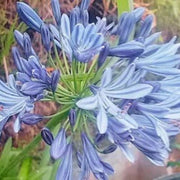Light Blue Agapanthus Seeds