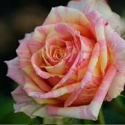 Pink Yellow Rose Seeds