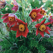 Red Pulsatilla Anemone Seeds