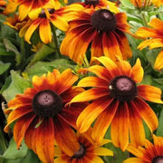 Premium Hirta Rudbeckia Seeds