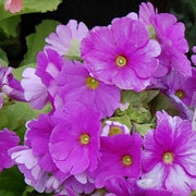 Lavender Primula Seeds