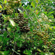 Lawsonia inermis Henna Seeds, Herbal