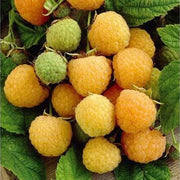 Gold Raspberry Berry Seeds