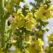 Greek Mullein Seeds, Herbal
