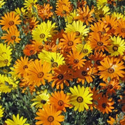 Dimorphotheca aurantiaca African Daisy Seeds