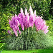Pink Pampas Seeds, Herbal