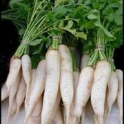 Japanese Minowase Radish Seeds