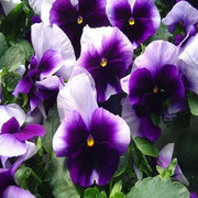 Pansy Swiss Giant Ullswater Beaconsfield Seeds