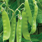 Oregon Sugar Pod Snow Pea Seeds