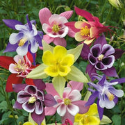 Aquilegia Mixed Mckana Giant Columbine Seeds