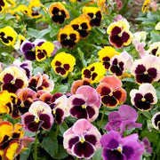 Schweizer Riesen Mix Pansy Seeds