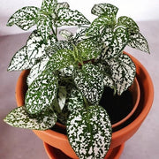 White Green Polka Hypoestes Seeds