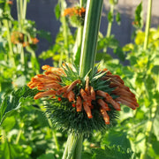 Klip Dagga Leonotis Nepetifolia Seeds, Herbal