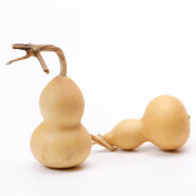 Brown Bottle Gourd Seeds