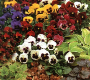 Mixed Swiss Pansy Seeds