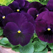 Purple Pansy Seeds
