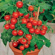 Robin Tomato Seeds