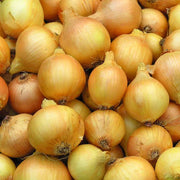Sweet Yellow Onion Seeds