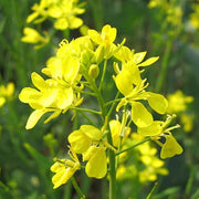 Brown Brassica Juncea Mustard Seeds, Herbal
