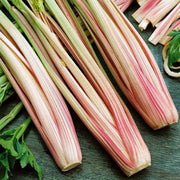 Redventure Celery Seeds, Herbal