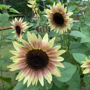 Pink Mix Sunflower Seeds