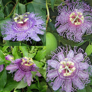 Passiflora Incarnata Passion Seeds