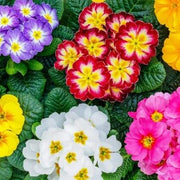 Multi-Colored Primula Seeds