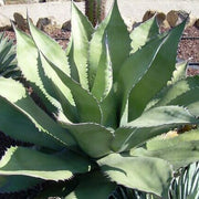 Silver Salmiana Agave Seeds, Herbal