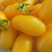 Yellow Banana Tomato Seeds