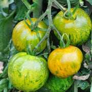 Orange Green Tomato Seeds