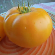 Yellow & Orange Big Tomato Seeds