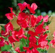 Red Sweet Pea Seeds
