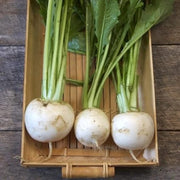 Shogoin Turnip Seeds